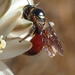 Variegated Reed Bee - Photo (c) Nicola van Berkel, some rights reserved (CC BY-SA), uploaded by Nicola van Berkel