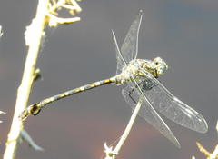 Ceratogomphus triceraticus