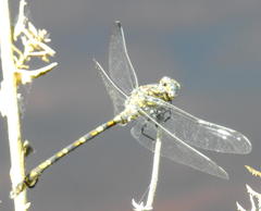 Ceratogomphus triceraticus