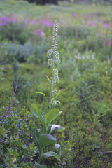 Veratrum viride eschscholtzianum