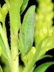 Gypona melanota
