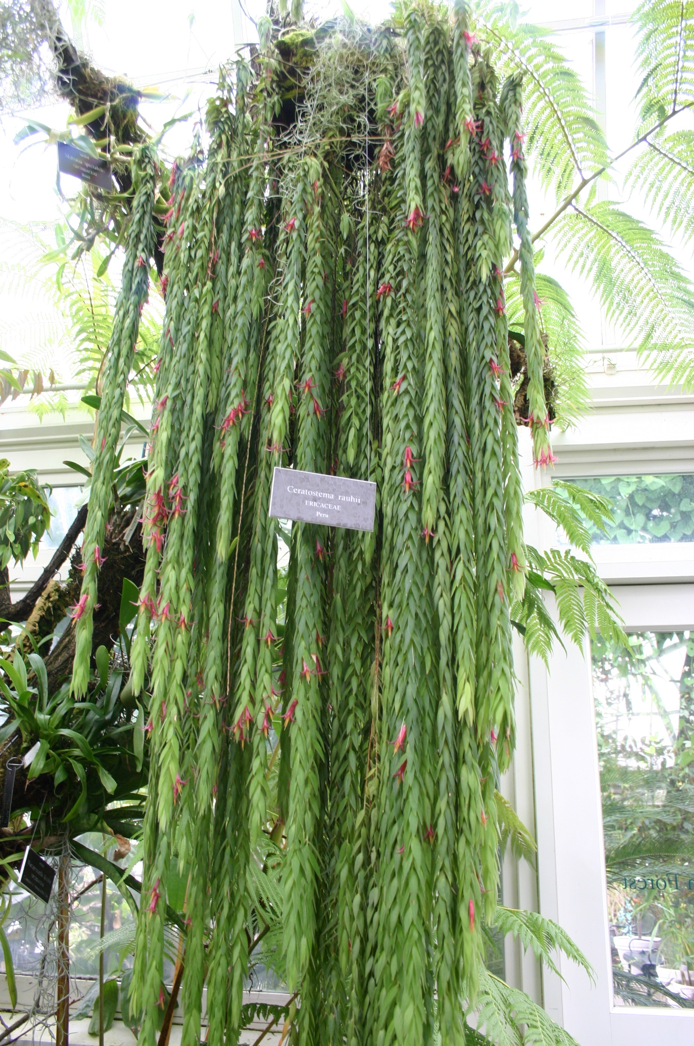 その他観葉植物 Ceratostema rauhii Ceratostema rauhii - Wikipedia
