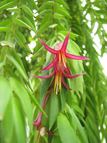 Ceratostema rauhii · iNaturalist