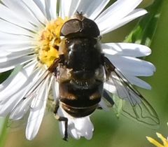 Eristalis dimidiata