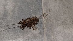 Thereuopoda clunifera