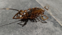 Thereuopoda clunifera