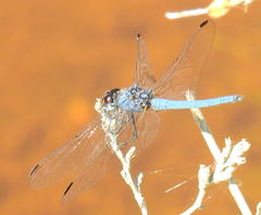 Trithemis dorsalis