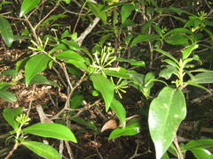 Peddiea africana