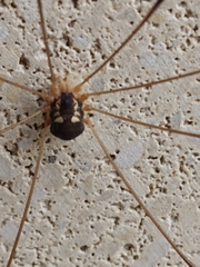 Leiobunum bimaculatum