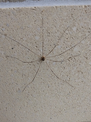 Leiobunum bimaculatum