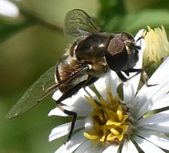 Eristalis dimidiata