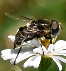 Eristalis dimidiata