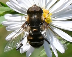 Eristalis dimidiata