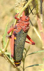 Phymateus morbillosus morbillosus