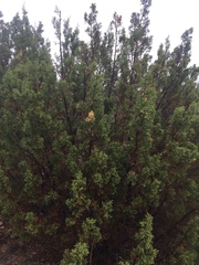 Juniperus pinchotii