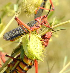 Phymateus morbillosus morbillosus