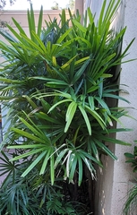Rhapis excelsa