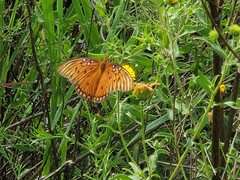 Dione vanillae