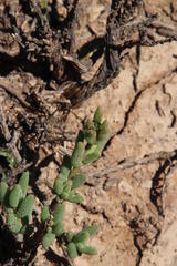 Trichodiadema setuliferum