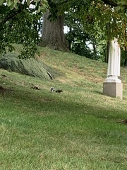 Sciurus carolinensis