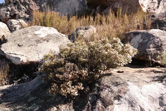 Audouinia laxa