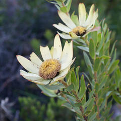 Leucadendron sessile