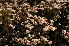 Audouinia laxa