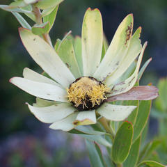 Leucadendron sessile