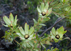 Leucadendron sessile