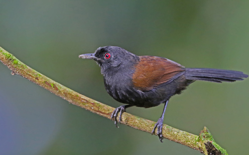 Western Fire-eye (Pyriglena maura), photo 5