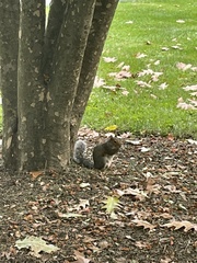 Sciurus carolinensis