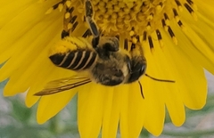 Megachile parallela