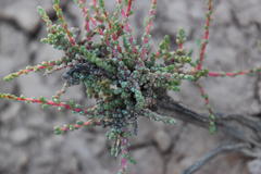 Caroxylon calluna