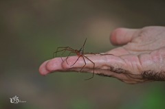 Stenorhynchus debilis