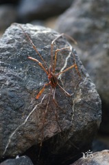 Stenorhynchus debilis