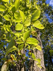 Ulmus americana