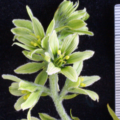 Veratrum viride eschscholtzianum