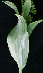 Veratrum viride eschscholtzianum