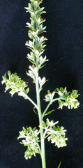 Veratrum viride eschscholtzianum