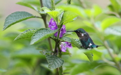 Chaetocercus heliodor