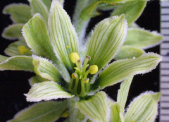 Veratrum viride eschscholtzianum