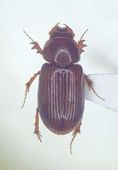 Tetraclipeoides formidatus