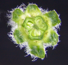 Veratrum viride eschscholtzianum