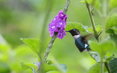 Chaetocercus heliodor