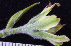 Veratrum viride eschscholtzianum