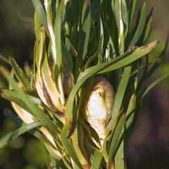 Alatosperma