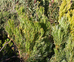 Alatosperma