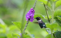 Chaetocercus heliodor