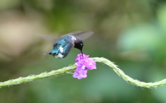 Chaetocercus heliodor