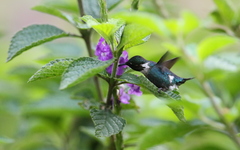 Chaetocercus heliodor